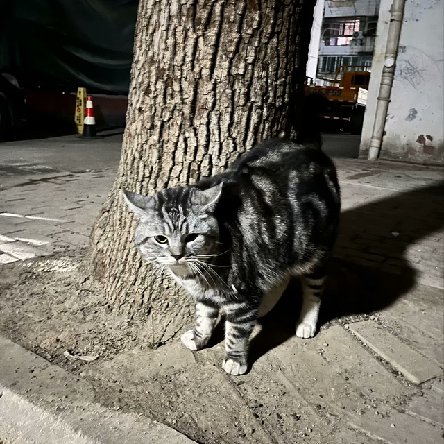 大爷家的猫又离家出走了