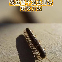 花盆里千足虫怎么彻底消灭