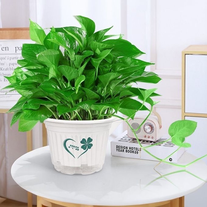 欧芽盆栽