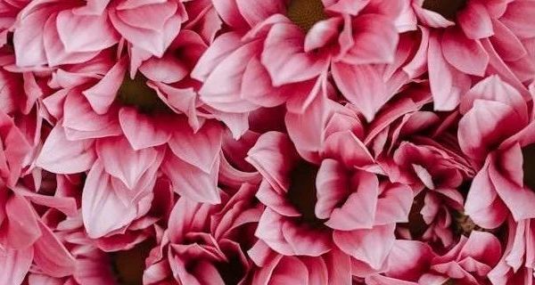 冰淇淋机大揭秘：商用与家用的奇妙世界