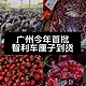 广州迎智利车厘子丰收年，首批万吨到港价格大降