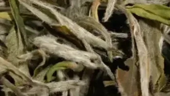 比较甜的茶叶有哪些？超甜茶叶推荐，总有一款适合你！