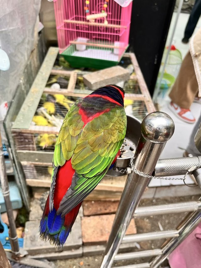 周末去了趟花鸟市场，与鹦鹉的初次见面