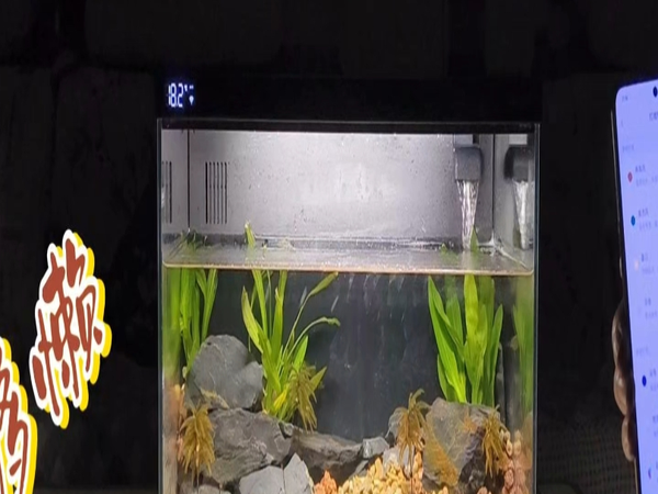用AI养鱼是一种什么体验，近千种鱼都不用管：当贝智能鱼缸评测