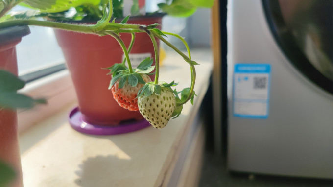 滨淇盆栽