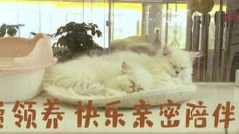 “女子领养猫咪陷入猫贷陷阱：免费猫咪背后的捆绑销售真相”