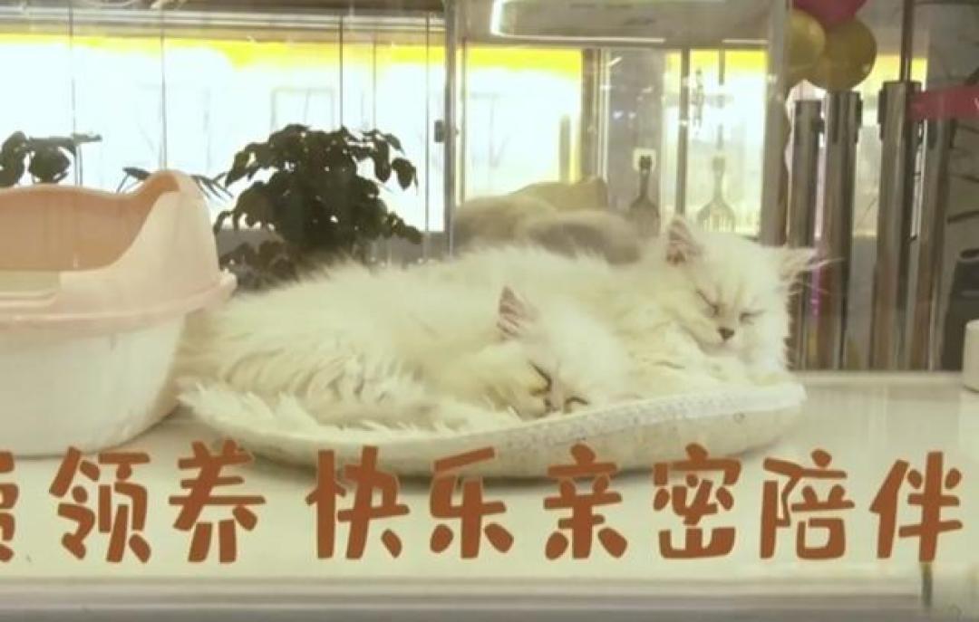 “女子领养猫咪陷入猫贷陷阱：免费猫咪背后的捆绑销售真相”