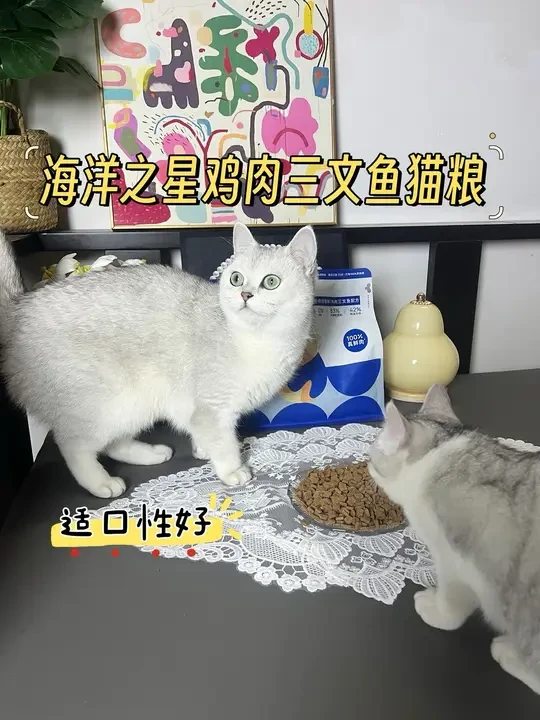 快给家里毛孩子安排上吧！#海洋之星鲜肉烘焙粮 #猫粮 #猫粮推荐