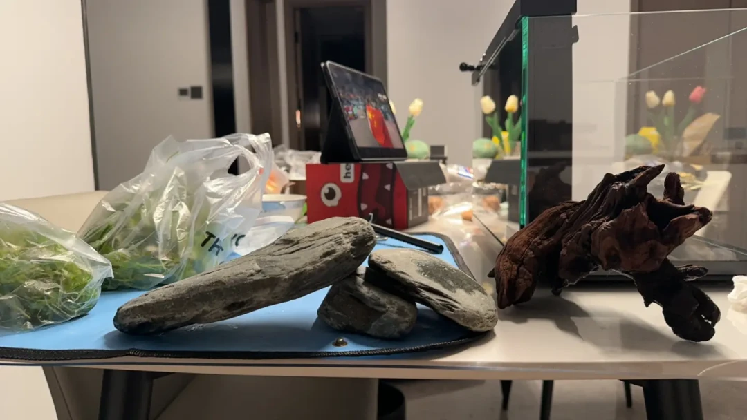 轻松打造稳定美观水草缸的关键步骤与技巧