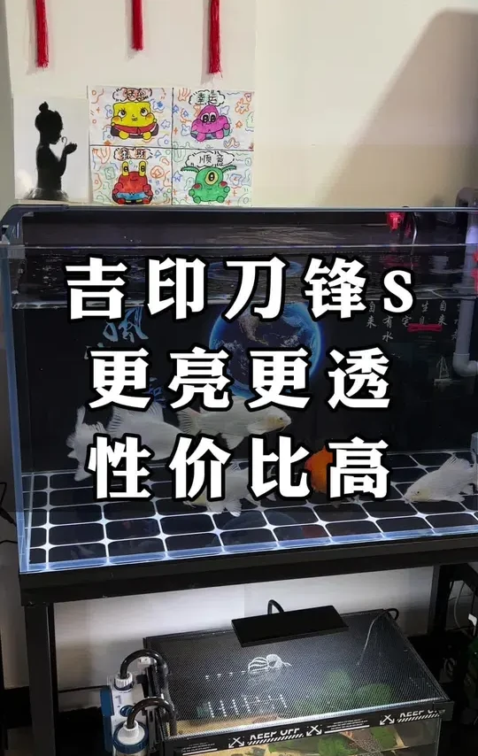 吉印刀锋全鱼种适用鱼缸灯，蓝白暖光源更贴近自然光#空气缸 #鱼缸灯 #蝴蝶鲤 #观赏鱼 #养鱼日记