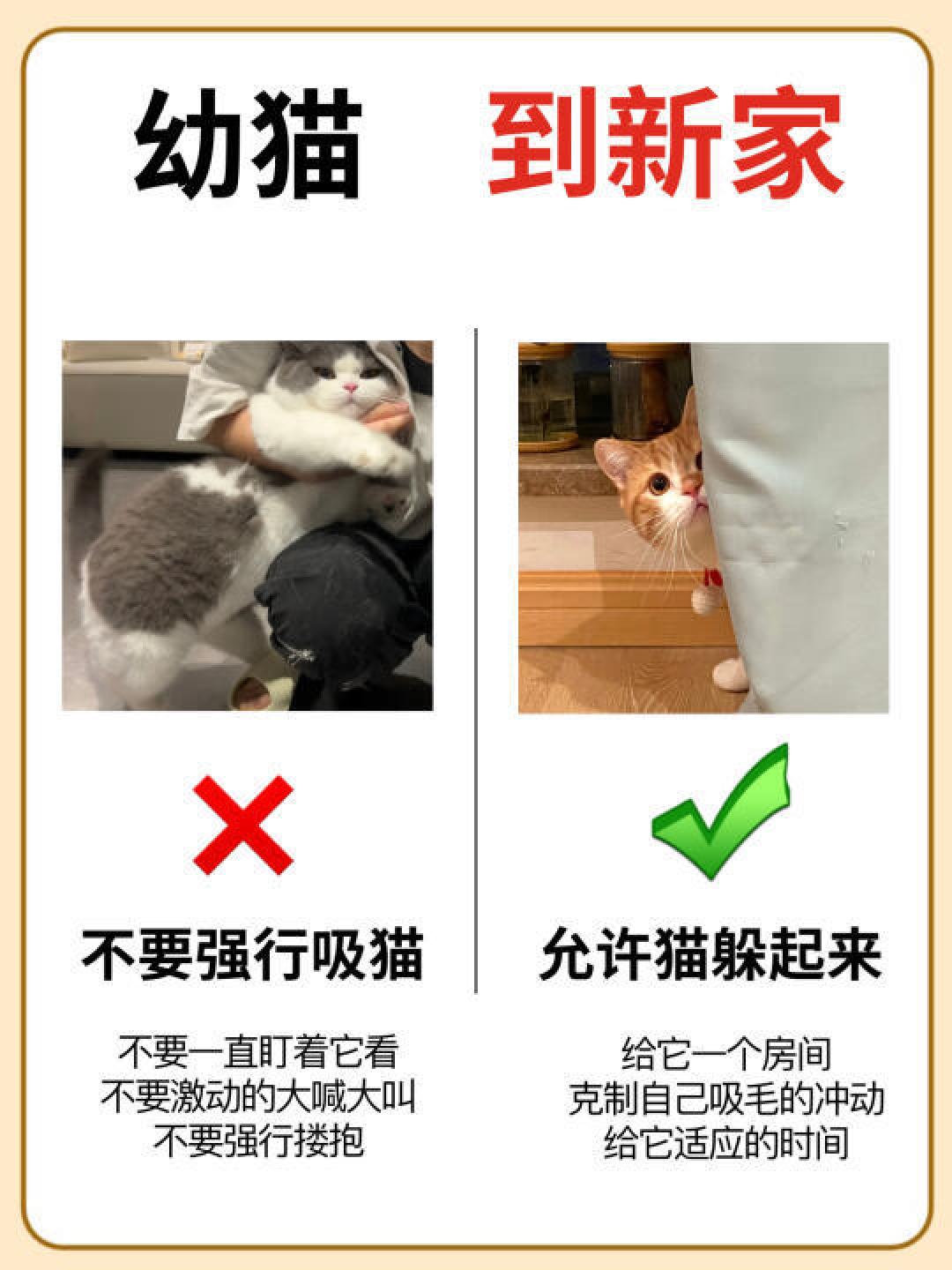 新手养猫全攻略:从接猫到日常护理详解
