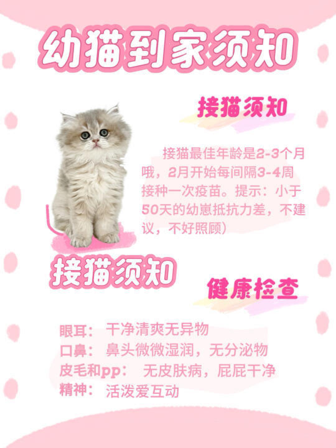 新手养猫全攻略:从接猫到日常护理详解_猫咪_什么值得买