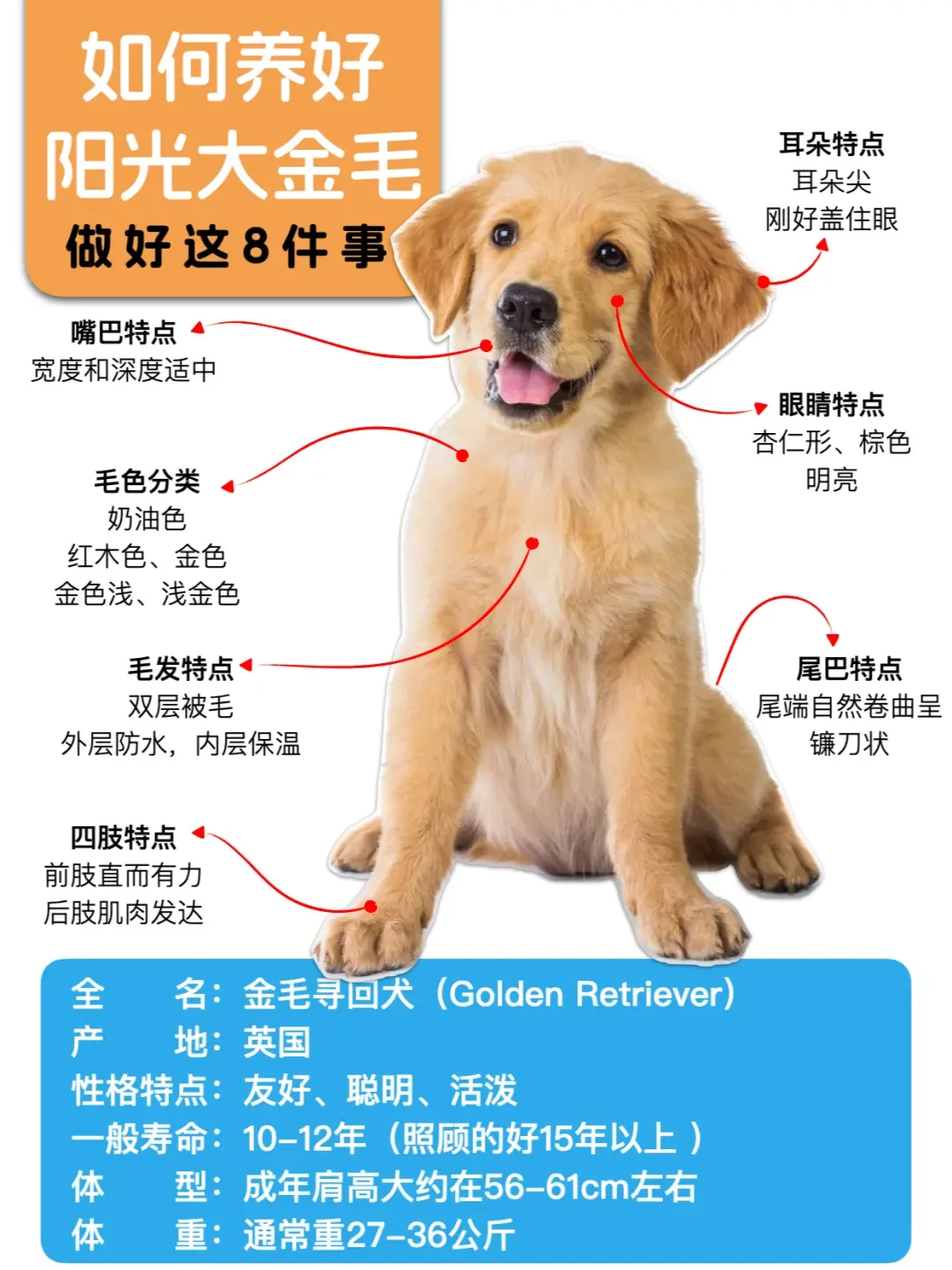 内容精选集|一站式养狗宝典从环境准备到健康护理全覆盖