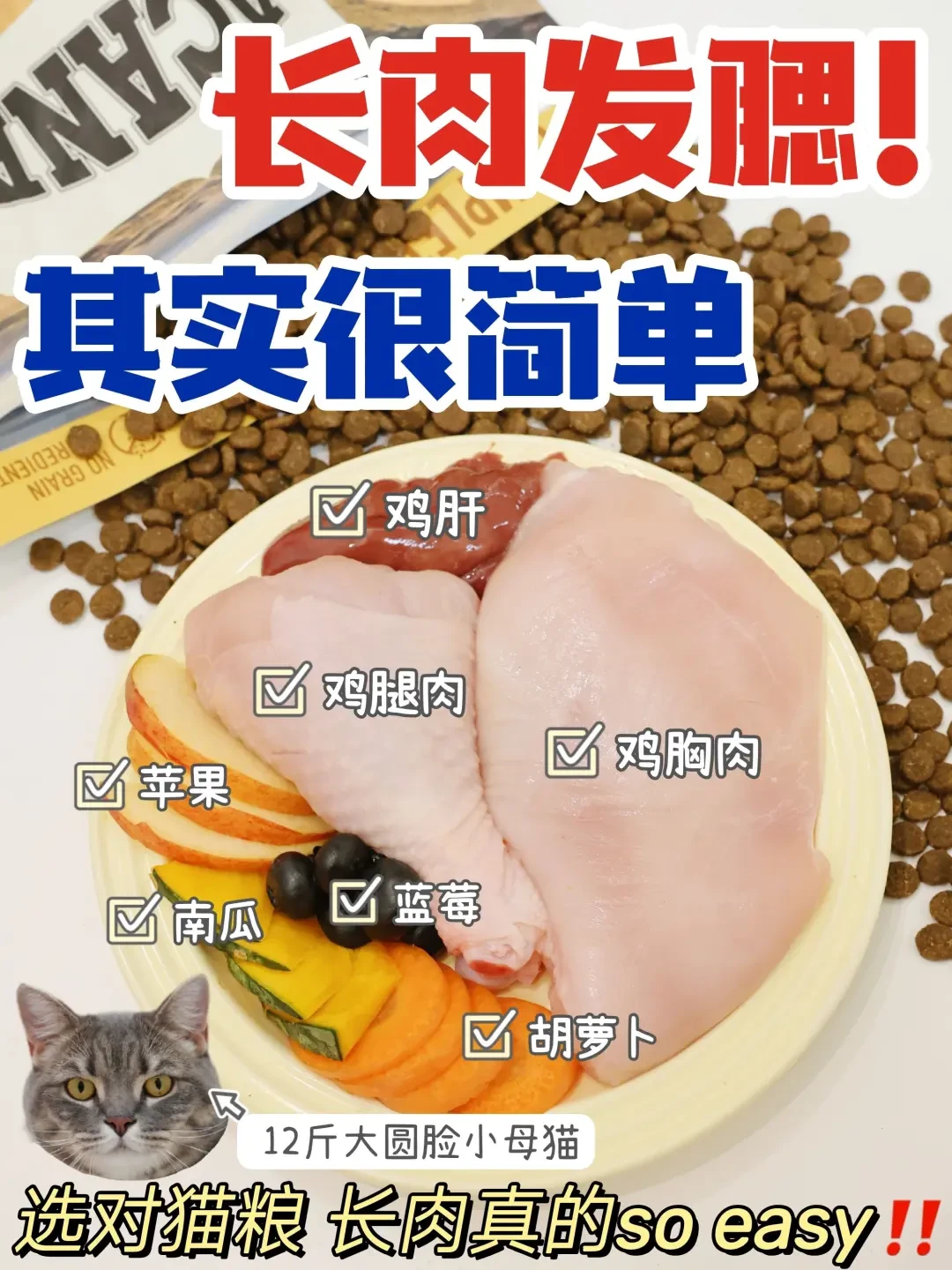 内容精选集|养猫小贴士助你喂出健康胖嘟嘟的萌宠