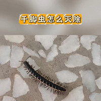 家里千足虫怎么消灭有什么办法