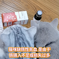  🌟缺铁性贫血小猫咪自救指南 | 宠物补血肝精