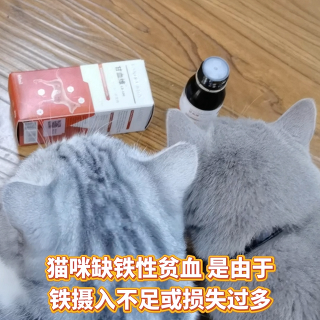  🌟缺铁性贫血小猫咪自救指南 | 宠物补血肝精