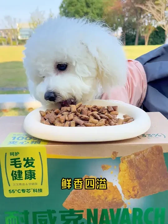 家里比熊狗狗关节不好的家长 一定要试试这款粮 #耐威克鲜肉狗粮