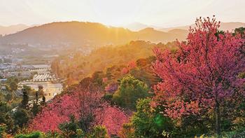 提前过春天！万亩冬樱盛开！深山藏世界非遗，云海茶香、千年古寨...这座左手咖啡右手茶的小城，也太有料了！ 