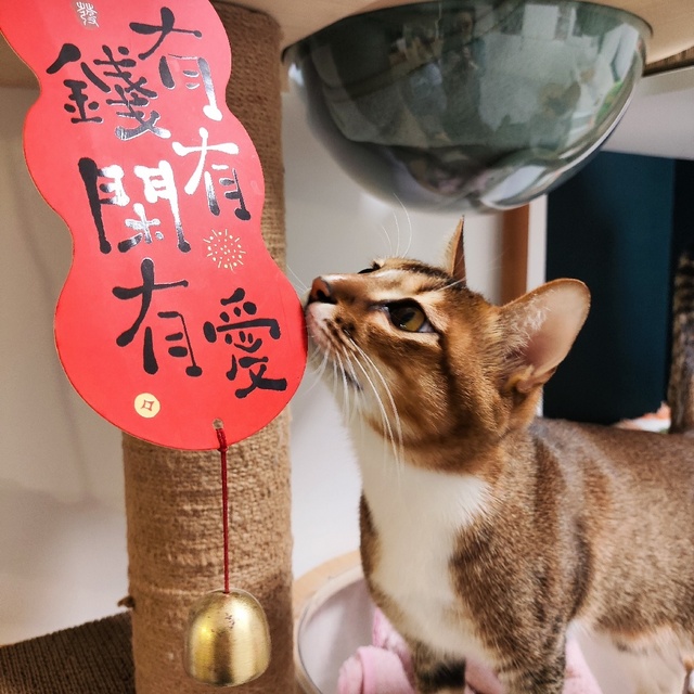 小猫们的新年礼物：这个爬架终于做好了！