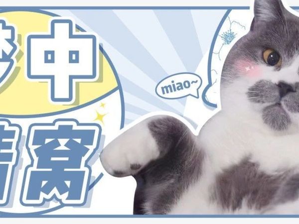 冬季猫狗窝正确挑选，买对不买贵！！