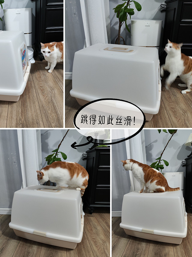 双旦假期，就是帮猫猫添置新猫砂盆，有点琐碎又有点快乐