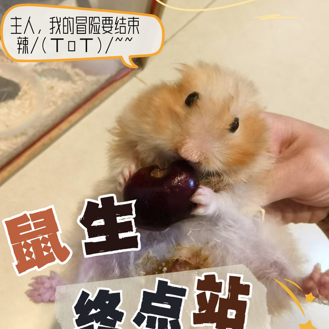 仓鼠🐹小黄的晚年〔养老指南〕