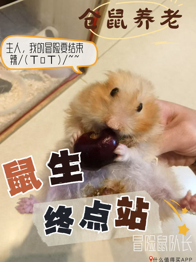 仓鼠🐹小黄的晚年〔养老指南〕