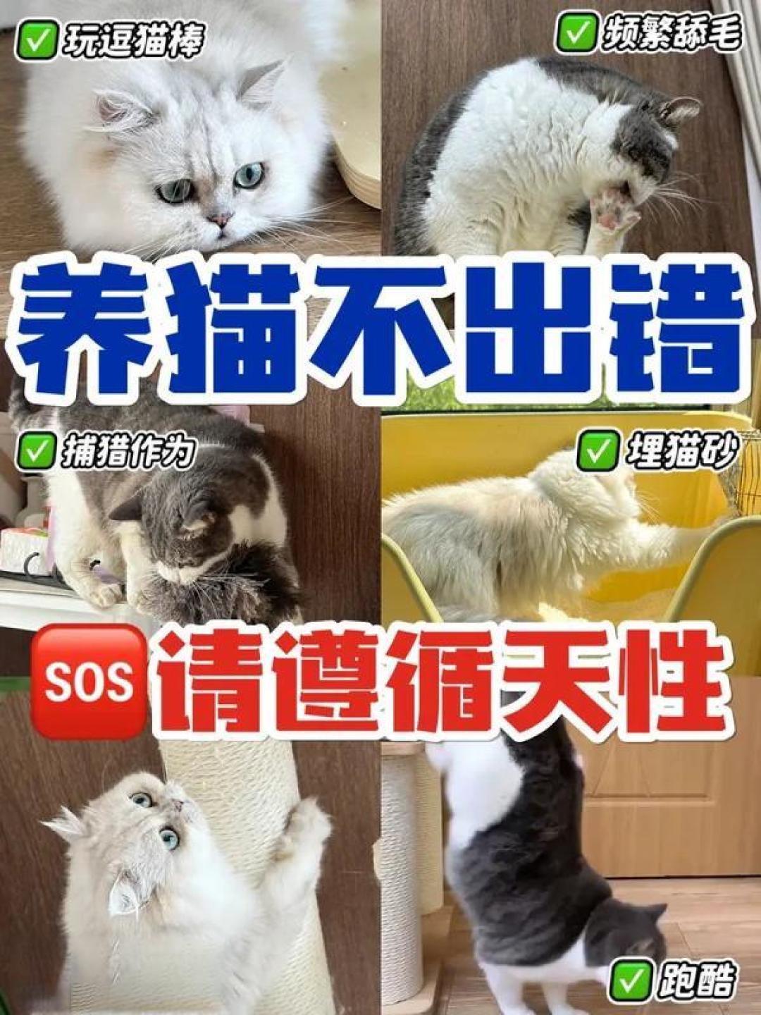 精选内容集|科学养猫那些事儿 喵咪健康与欢乐指南