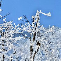 有哪个南方人冬天不想去看雪呢