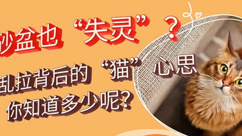 猫砂盆也“失灵”？猫咪乱拉背后的“猫”心思你知道多少呢？