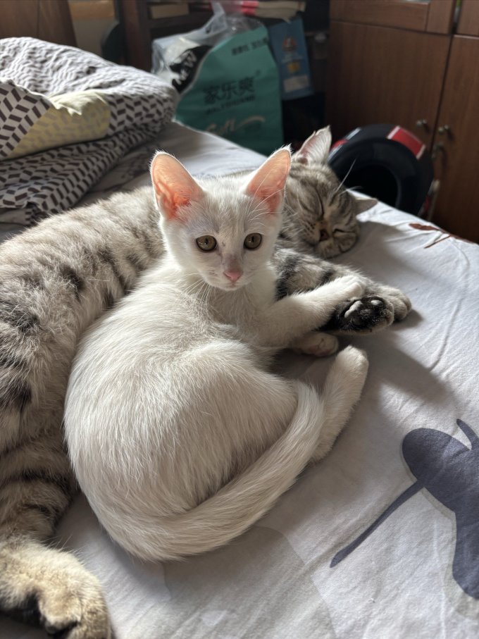 京东京造猫咪干粮