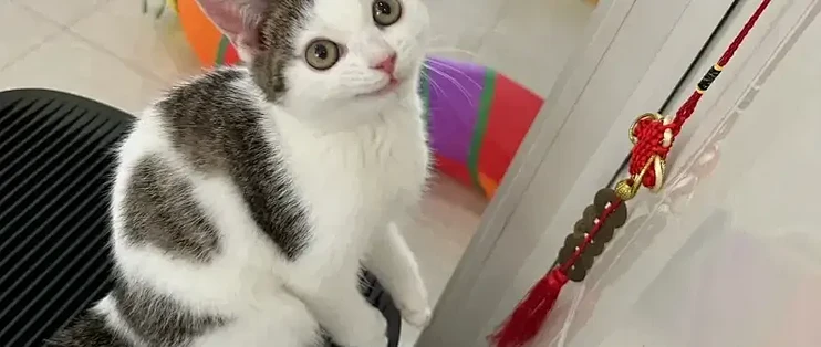 猫用空气净化器哪牌子好用？希喂、IAM等五款品牌测评数据大放送