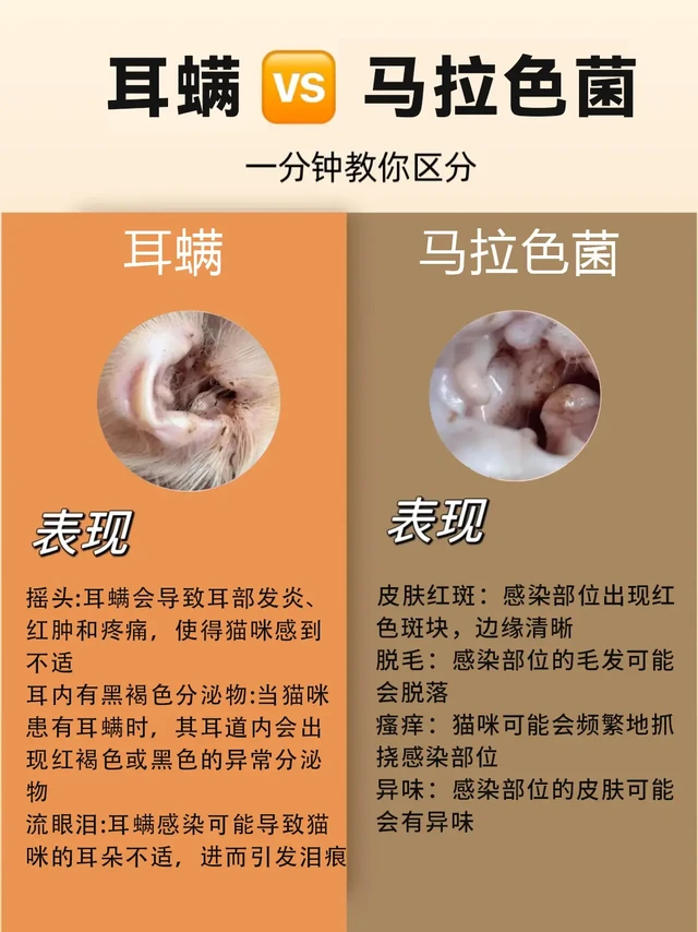 猫咪耳螨VS马拉色菌，一分钟教你区分🙋