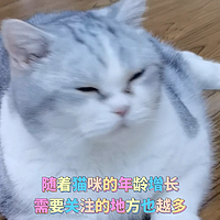 😺“猫德”必修课：预防猫咪关节问题，我选 MAG 关节生！