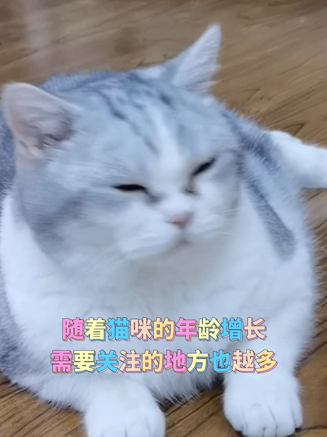 😺“猫德”必修课：预防猫咪关节问题，我选 MAG 关节生！