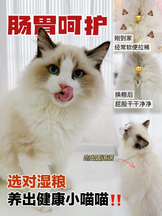 猫猫不爱吃饭怎么破❓GO湿粮包来助阵