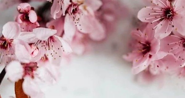 车载空气净化器品牌排行榜前十名大揭秘