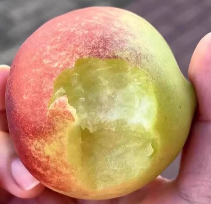 解腻好吃甘甜清脆的桃子