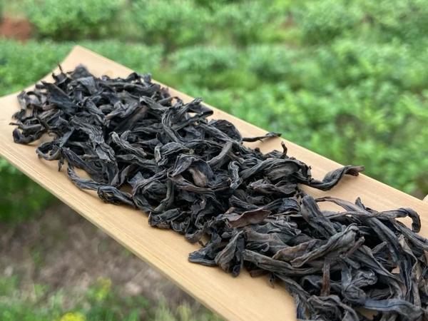 乌龙茶佳品—闽北水仙的价值功能与文化传承