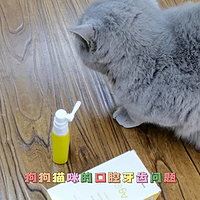 猫狗口腔问题预防胜于治疗