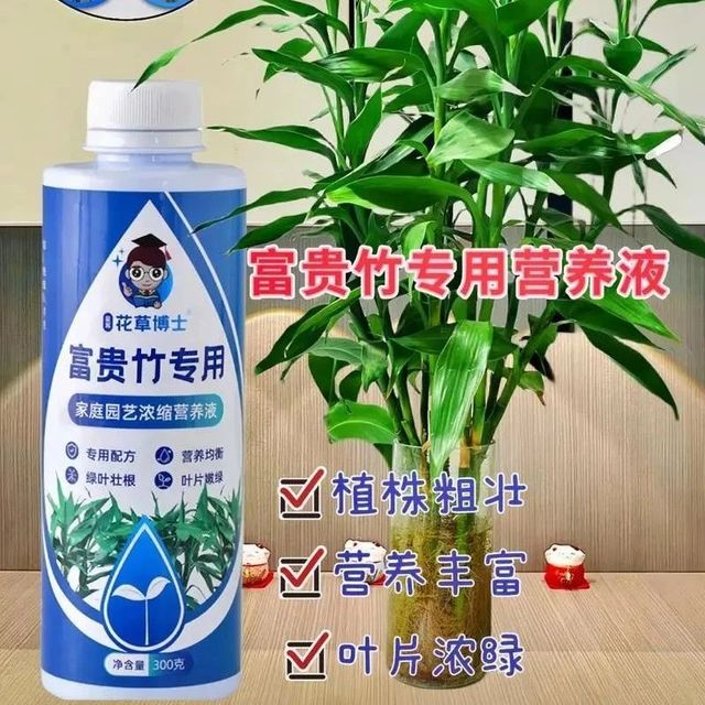 家里的富贵竹如何施肥？园艺师教你，使用富贵竹专用营养液，营养丰富不黄叶烂根！