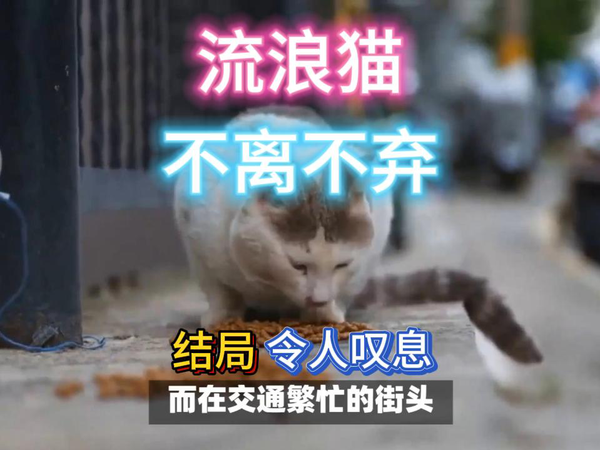 流浪猫不离不弃，结局令人叹息！