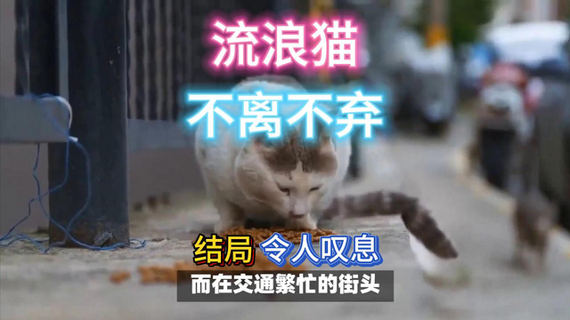 流浪猫不离不弃，结局令人叹息！