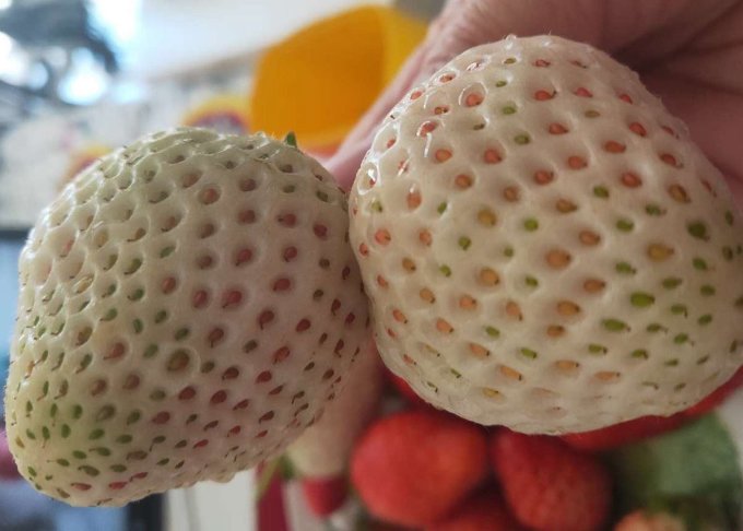 爱鲜摘农场草莓