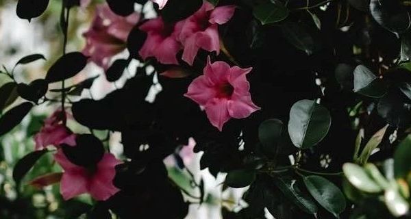 “无线洗车神器”大揭秘：高压水枪如何成为家用洗车新宠？