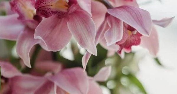 Sofy/苏菲175护垫批发介绍及相关问题解答