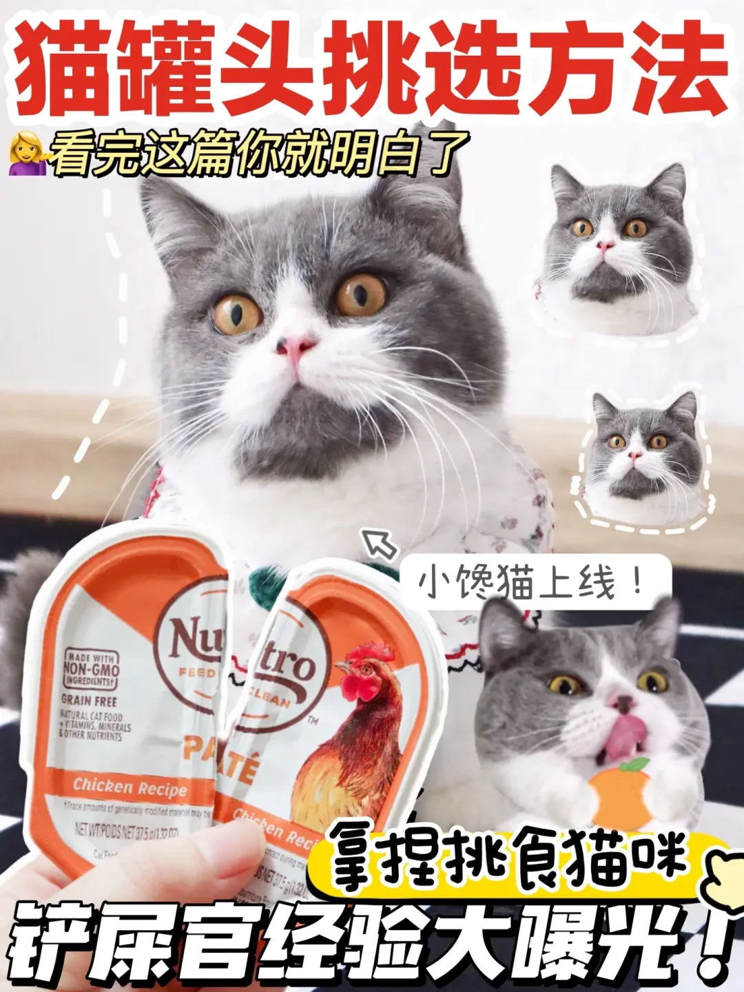 精选内容集|猫罐头挑选技巧教你如何为猫咪选购健康食品