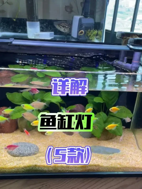 自用5款鱼缸灯推荐，总有一款适合你