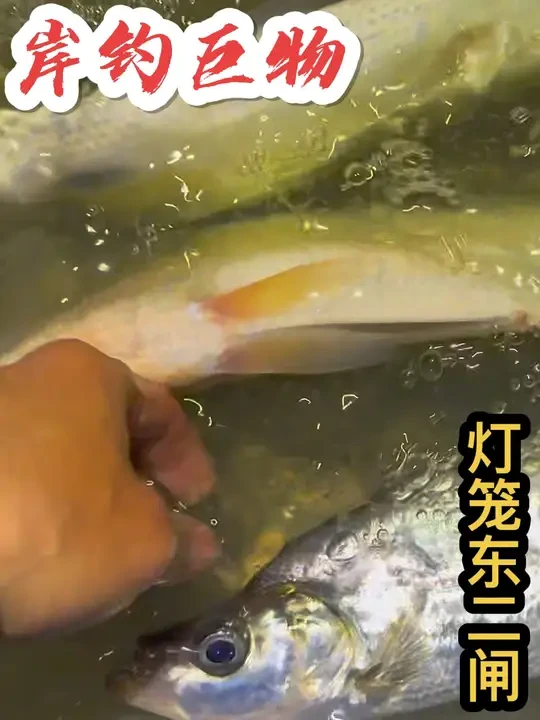 岸钓巨物之灯笼东二闸站，驱车80公里换新钓点，最后竟然翘嘴连竿#珠海钓鱼 #原来钓鱼才是抖音运动顶流 #钓鱼的乐趣只有钓鱼人懂 #开启2025新年钓鱼计划 #户外野钓